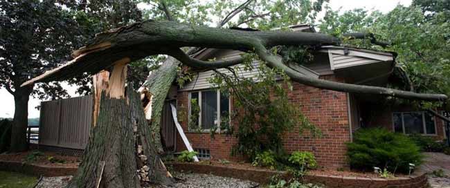 Storm proofing trees on the Central Coast