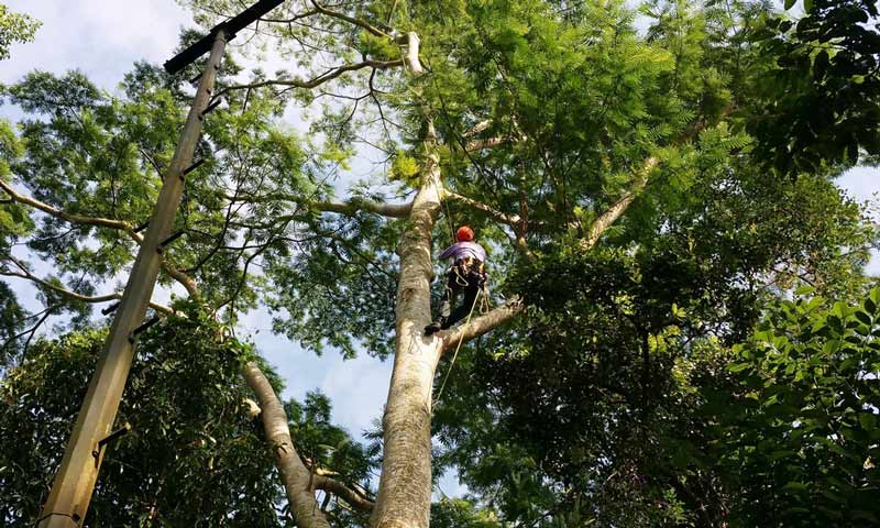 Adelaide arborist climbing a jacaranda tree before removal