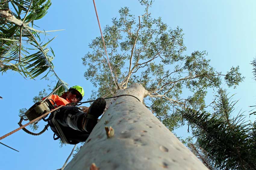 arborist climbing eucalyptus tree