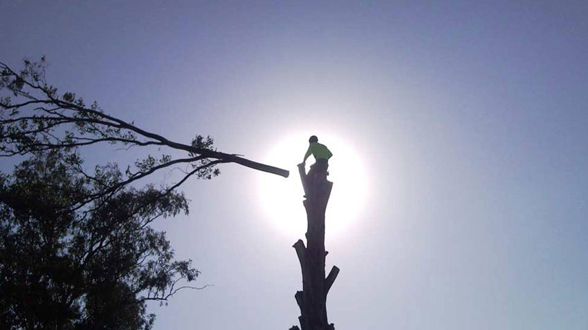 inner west sydney arborist Ben Mcinerney