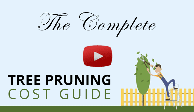 tree pruning cost guide video cover
