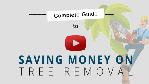 saving money on tree removal video cover