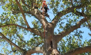 Tree Removal in East Melbourne