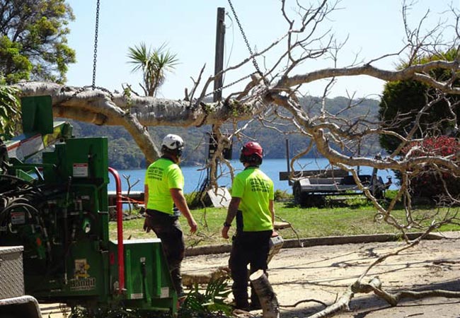 Tree lopping in blacktown nsw