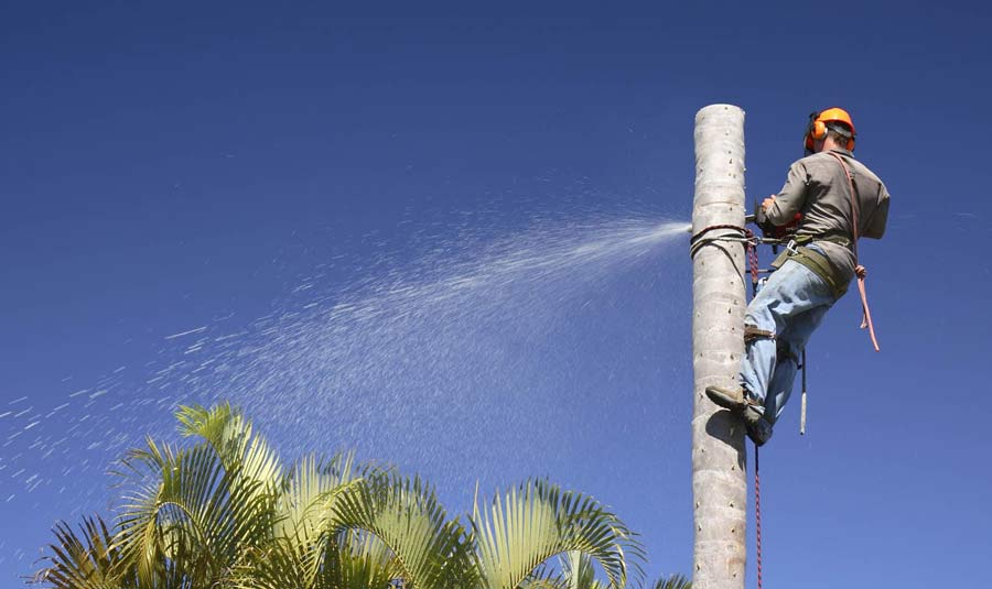 arborist-removing-palm-tree-on-sunshine-coast