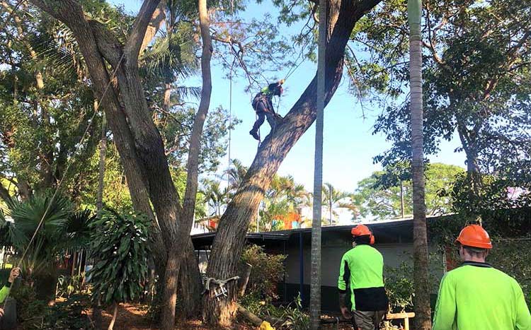 south brisbane tree removal eden trees
