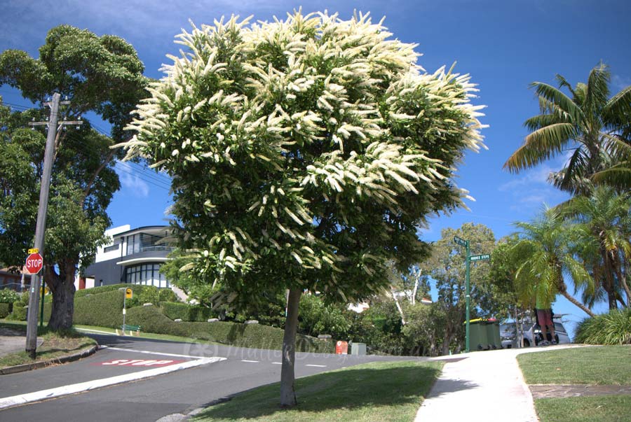 street tree brisbane