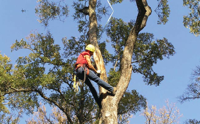 tree removal casey vicotira