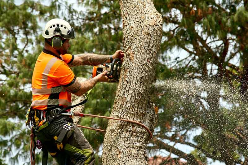 tree removal services camden sydney2