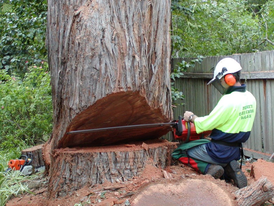 Tree removal Hornsby Council cutting down a tree