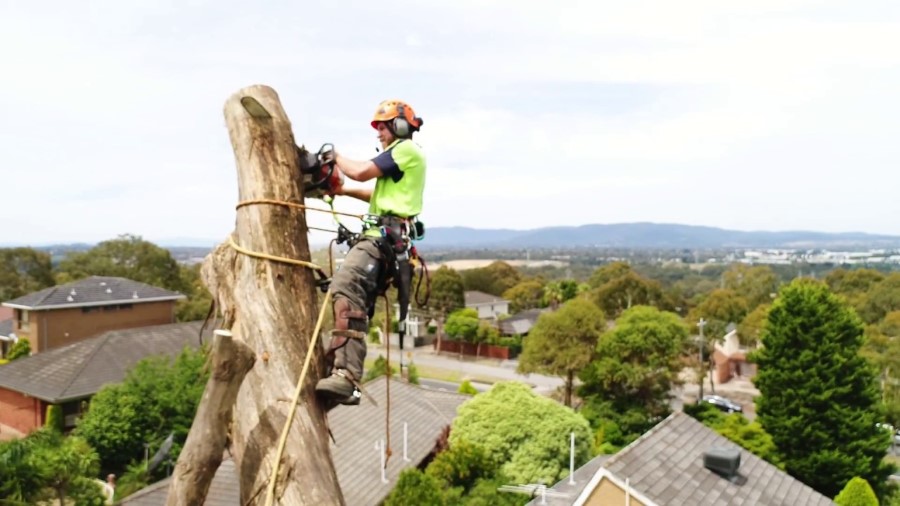 tall over roofs tree removal Greater Dandenong council