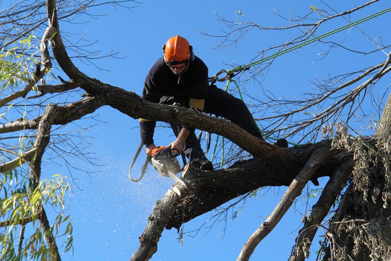 tree remocal Pittwater Council man using power saw on a tree