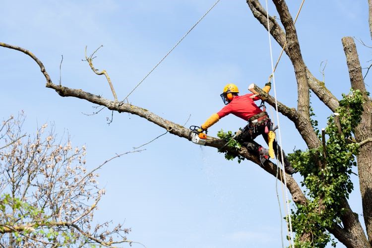 tree removal Canterbury Bankstown tree remover on a tall tree