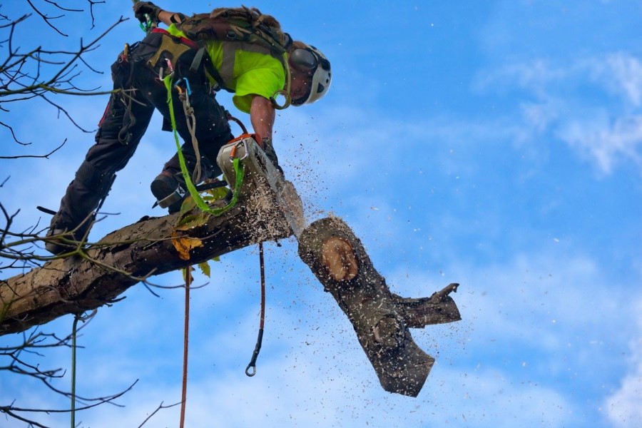 tree removal Holroyd Council tree cutting