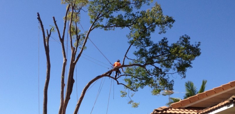 tree removal Ipswich council tree surgeon on a tree