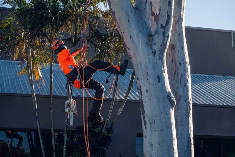 tree removal Leichhardt council expert climbing tree