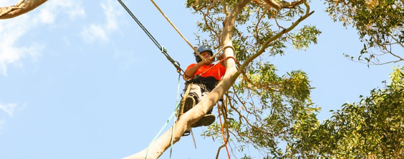 tree removal Liverpool Council man on a tree