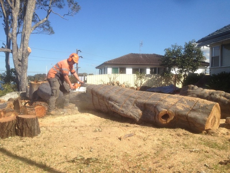 tree removal Maitland council cutting trees