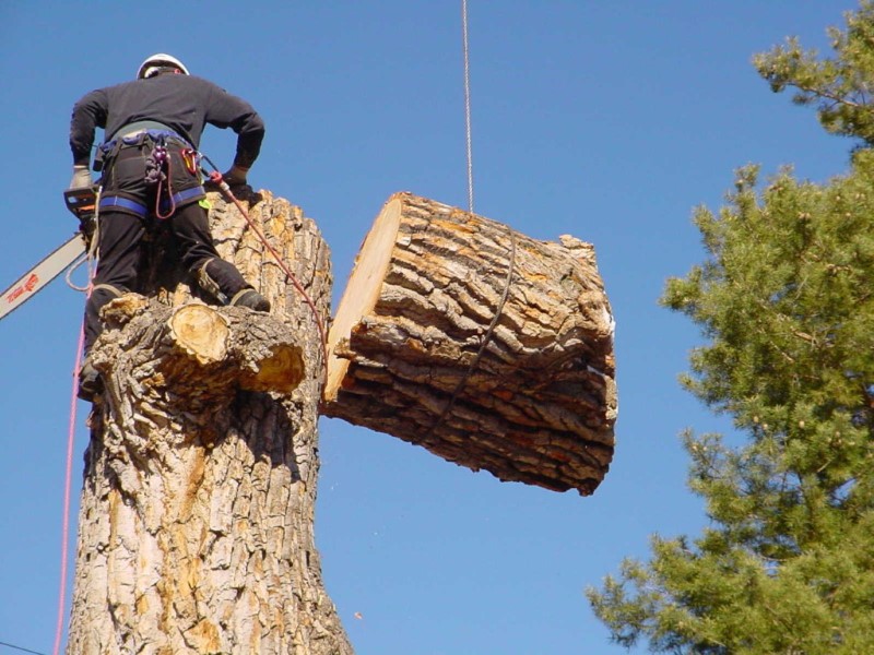 tree removal Manly council cutting tree