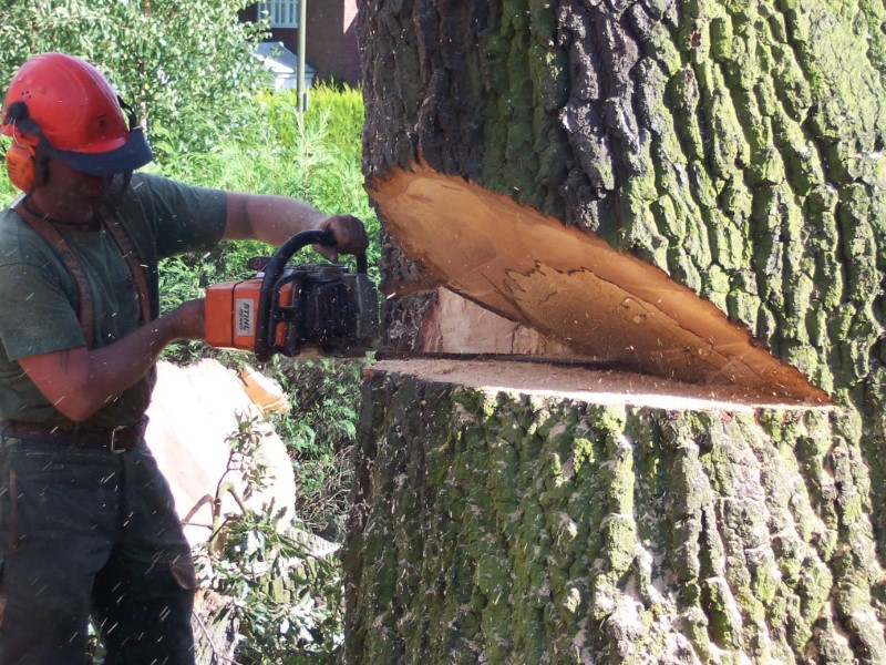 tree removal Mosman council cuttiing tree