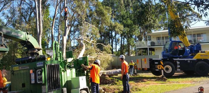 tree removal Newcastle Council machines removing trees