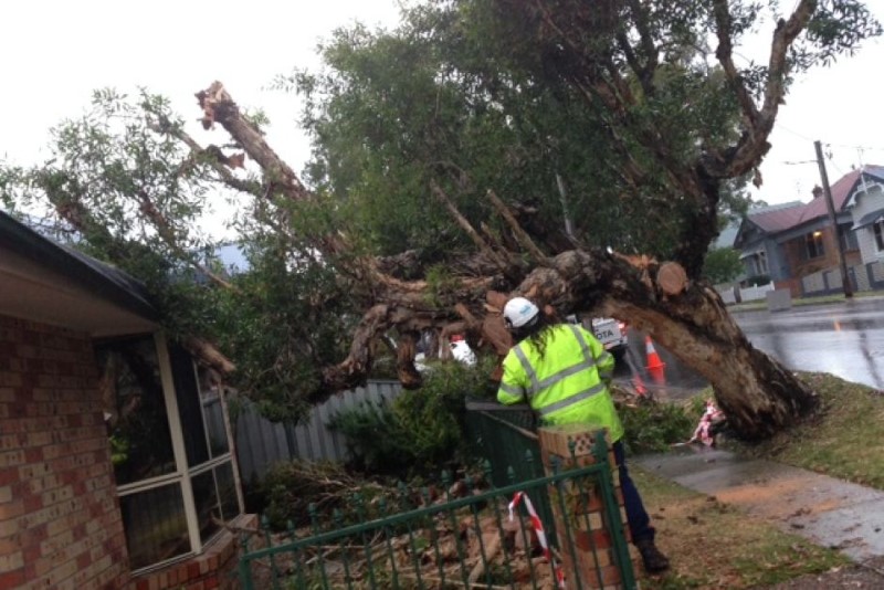 tree removal Newcastle Council tree examination