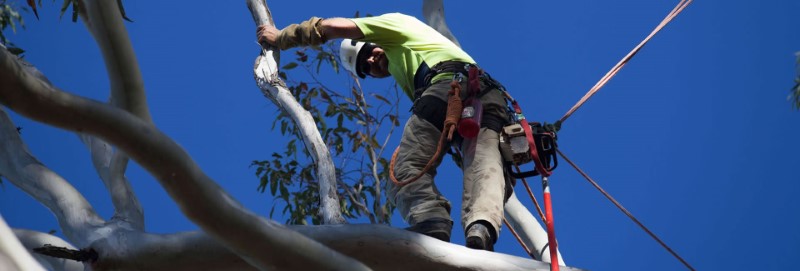 tree removal North Sydney tree expert on a tree