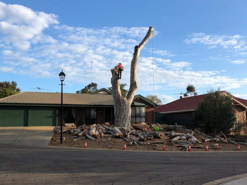 tree removal Norwood Payneham And St Peters Council a huge tree outside a home