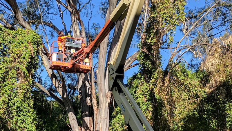 tree removal Norwood Payneham And St Peters Council use of crane