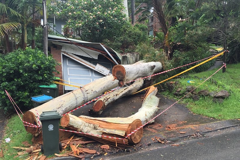 tree removal Penrith Council tree fallen on a house