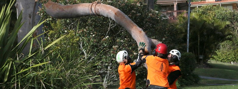 tree removal Pittwater council tree services workers