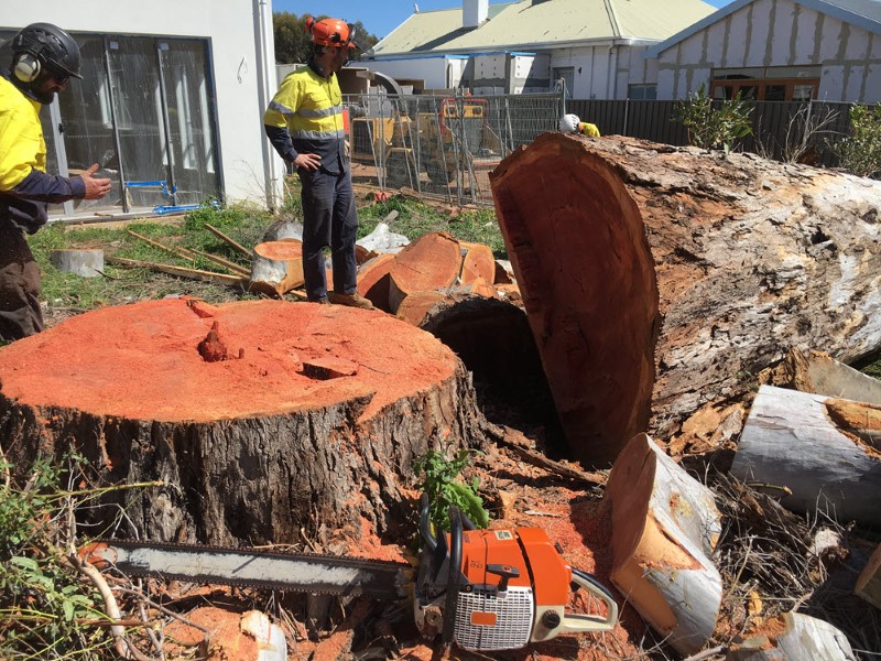 tree removal Port Adelaide Enfield council tree services at a home