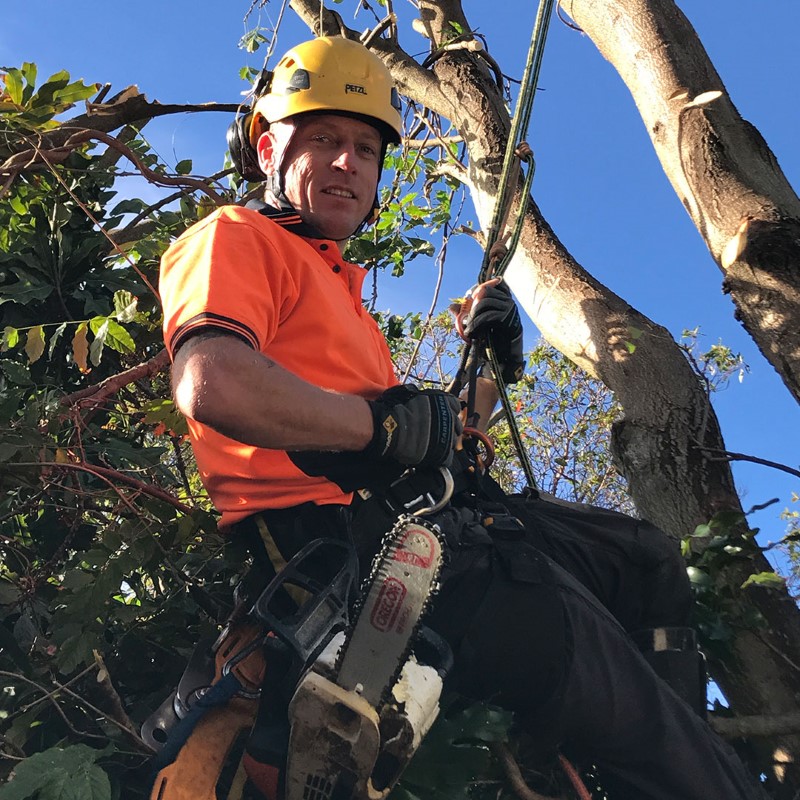 tree removal Randwick Council tree arborist on a tree