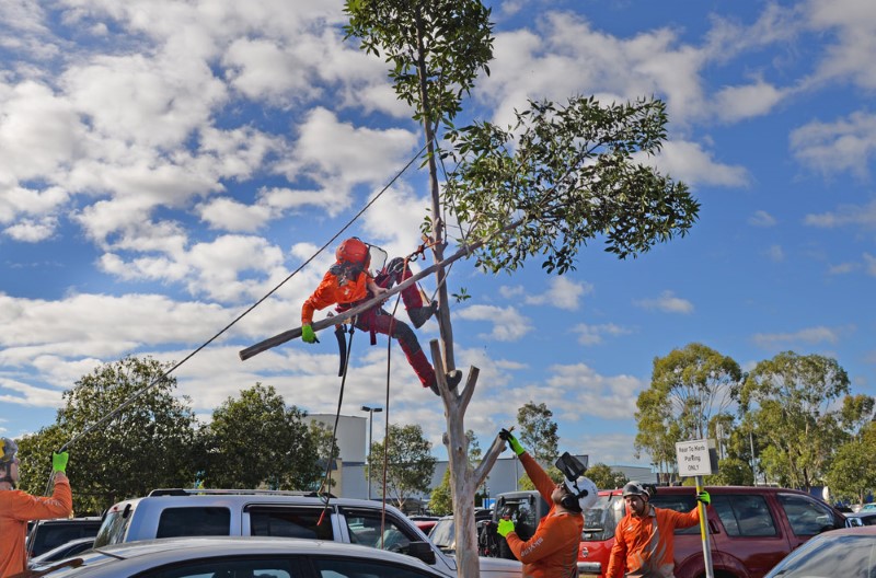 tree removal Strathfield tree experts working