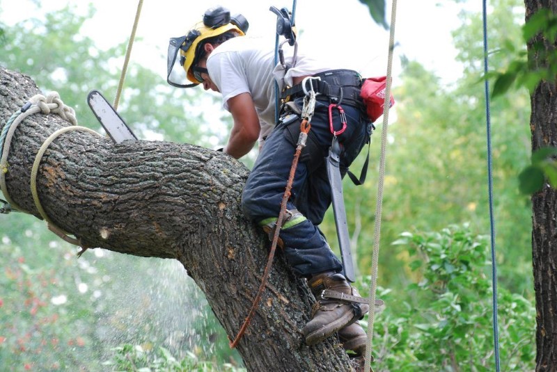 tree removal Sydney Council Man using chainsaw on a tree