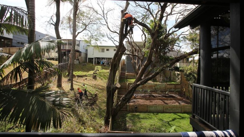 tree removal The Hills Shire council man cutting a tree