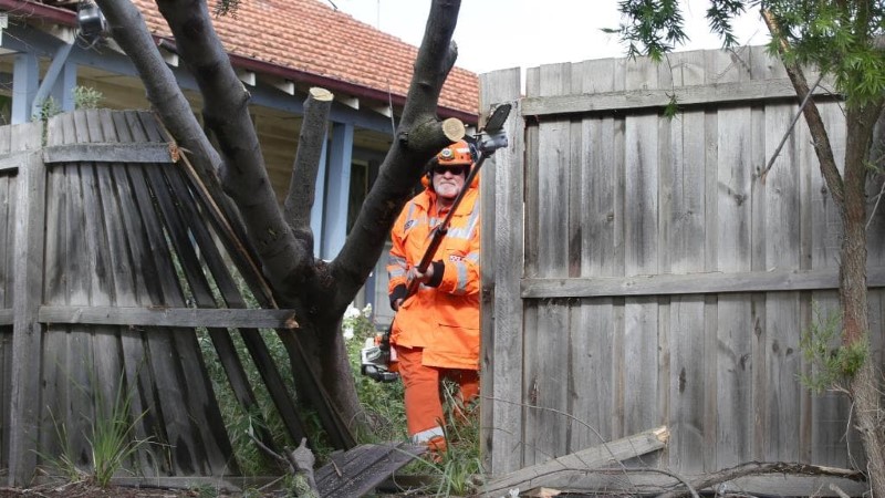 tree removal Unley council man removing trees in a home