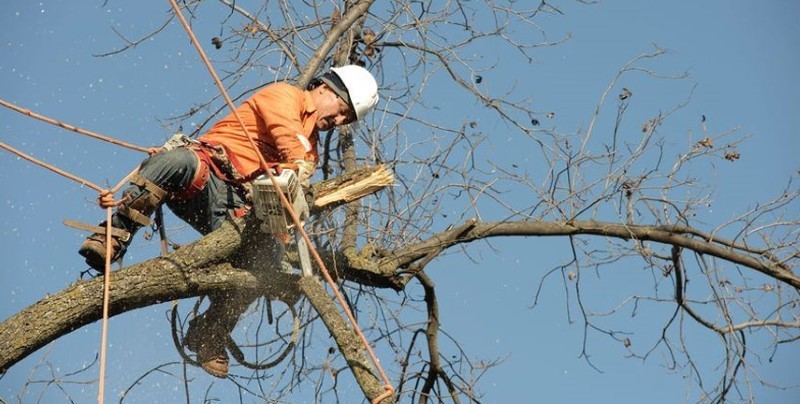 tree removal Walkerville Council man removing a tree