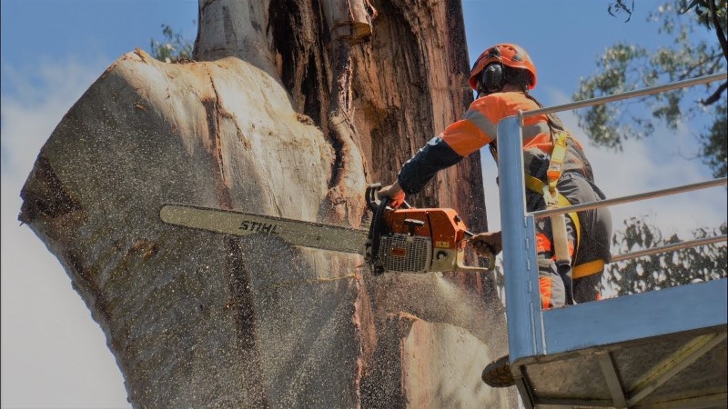 tree removal Yarra council tree worker using a crane