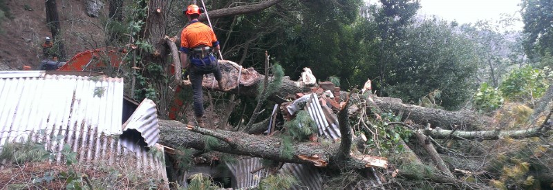 tree removal adelaide city council man cutting trees