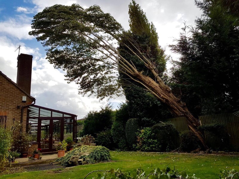 tree removal ashfield council falling tree