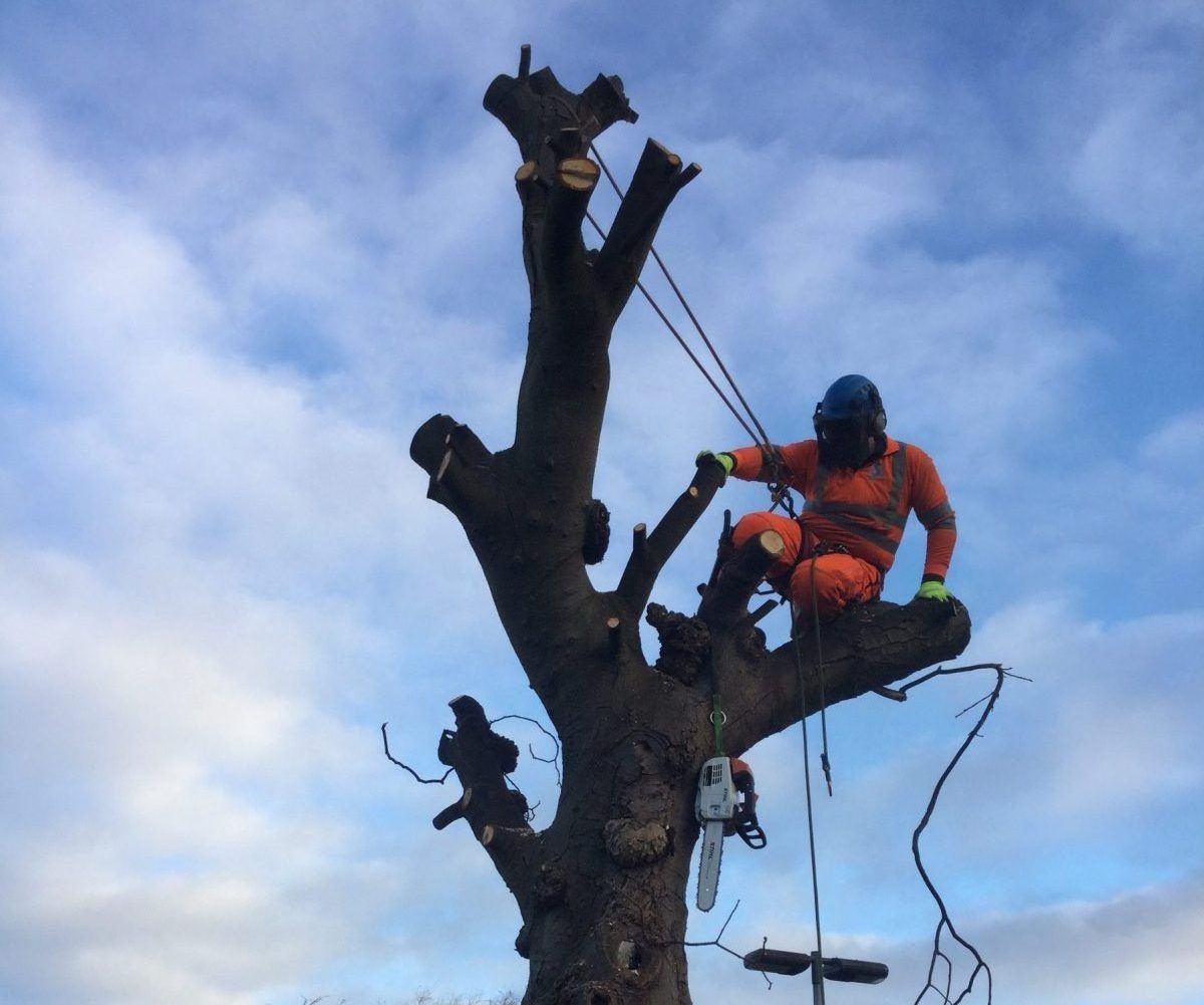 tree removal ashfield council man on a tree