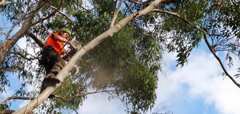 tree removal burnside city council man on a tree