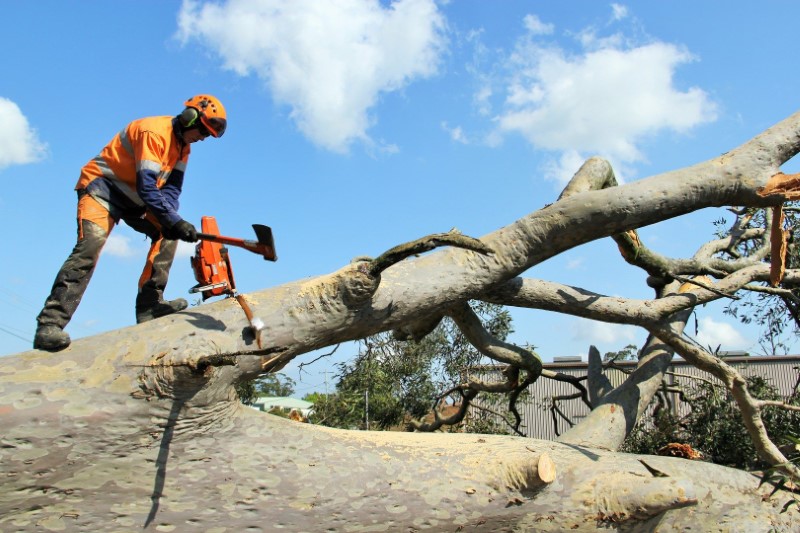 tree removal burnside city council tree lopping