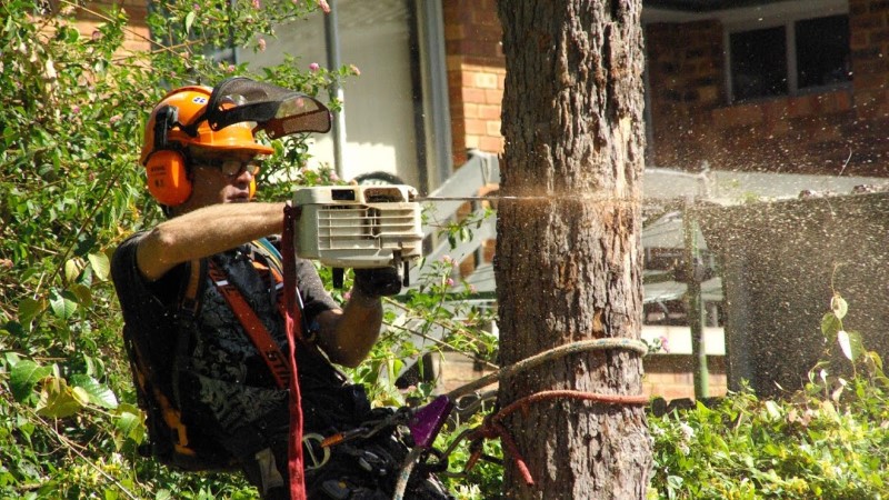 tree removal burwood council man using a powersaw