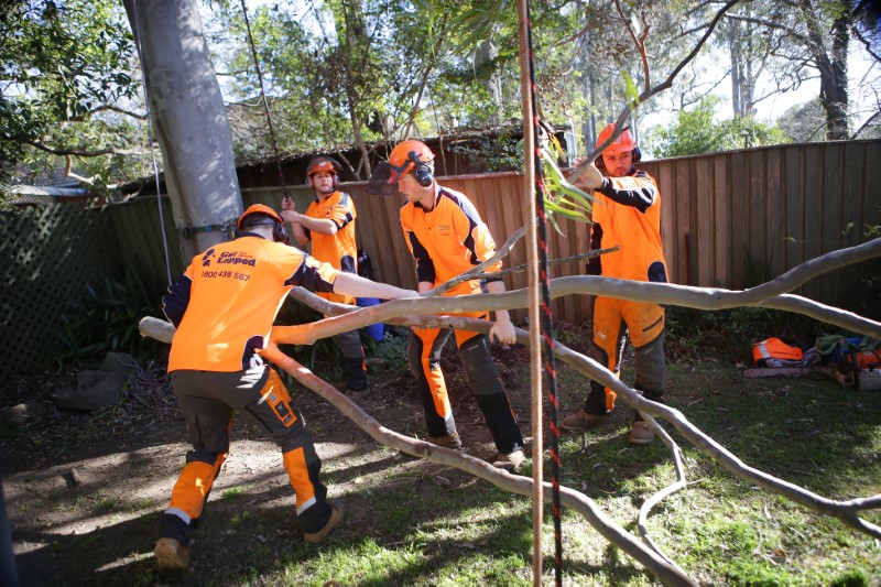 tree removal campbelltown council tree services