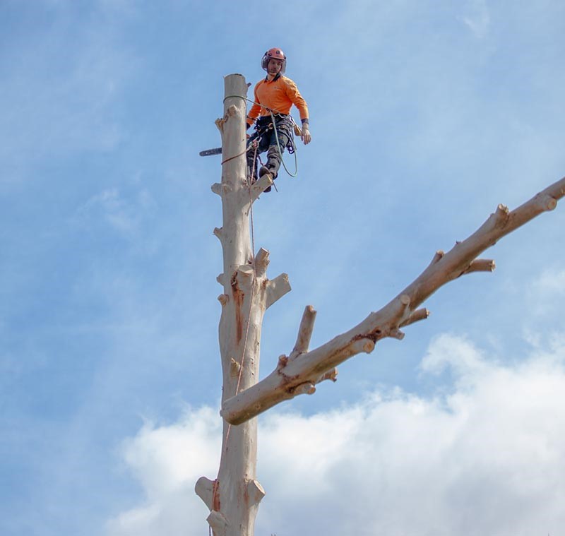 tree removal canada bay council tree lopper