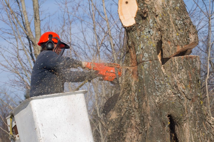 tree removal canberra council man cautting a tree