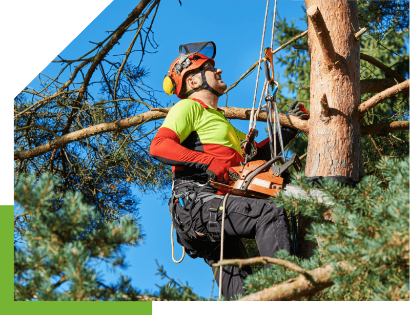 tree removal canberra council man on a tree