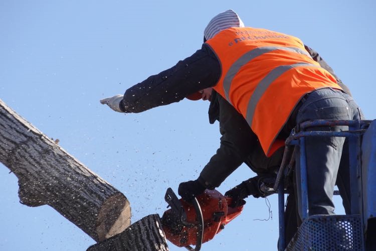 tree removal canterbury bankstown tree services